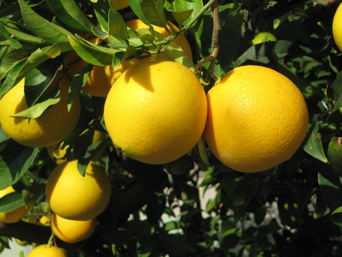 Orange Tree Garden Lägenhet Pefkochori Exteriör bild